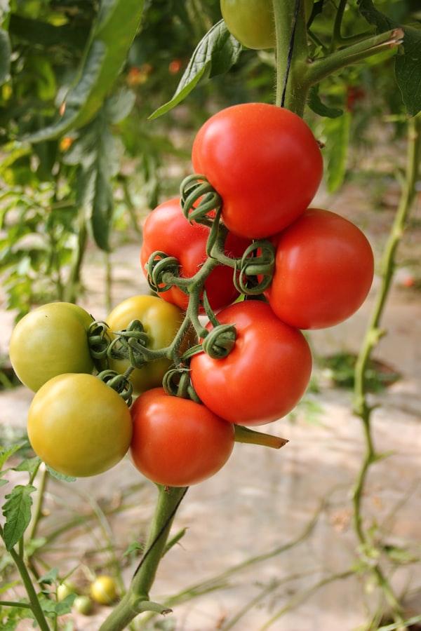 Abobrinha Italiana