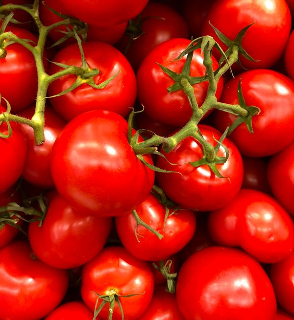 Tomate Orgânico